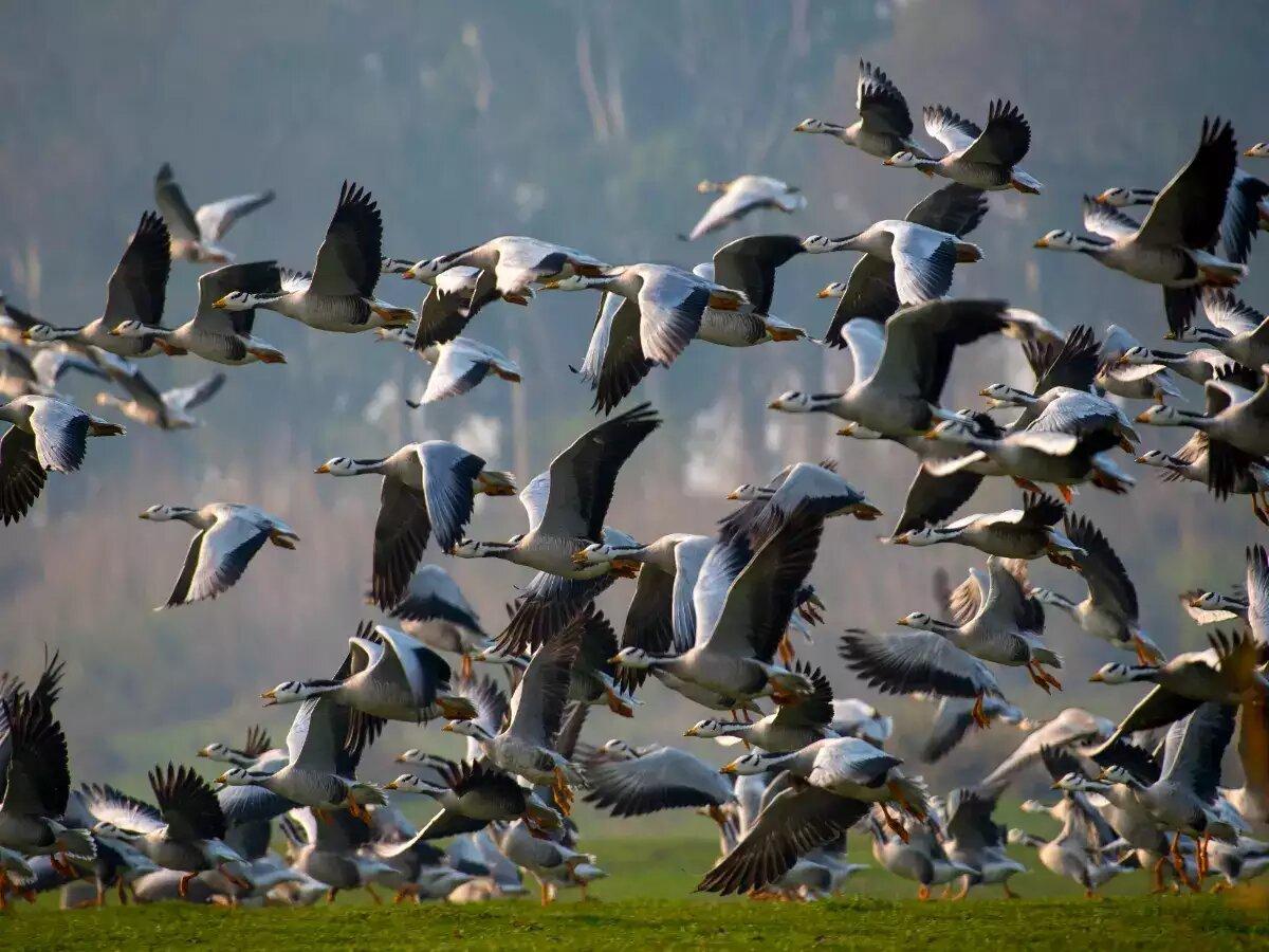 Gharana Wetland Conservation Reserve: Best Place to Visit in Jammu Kashmir 